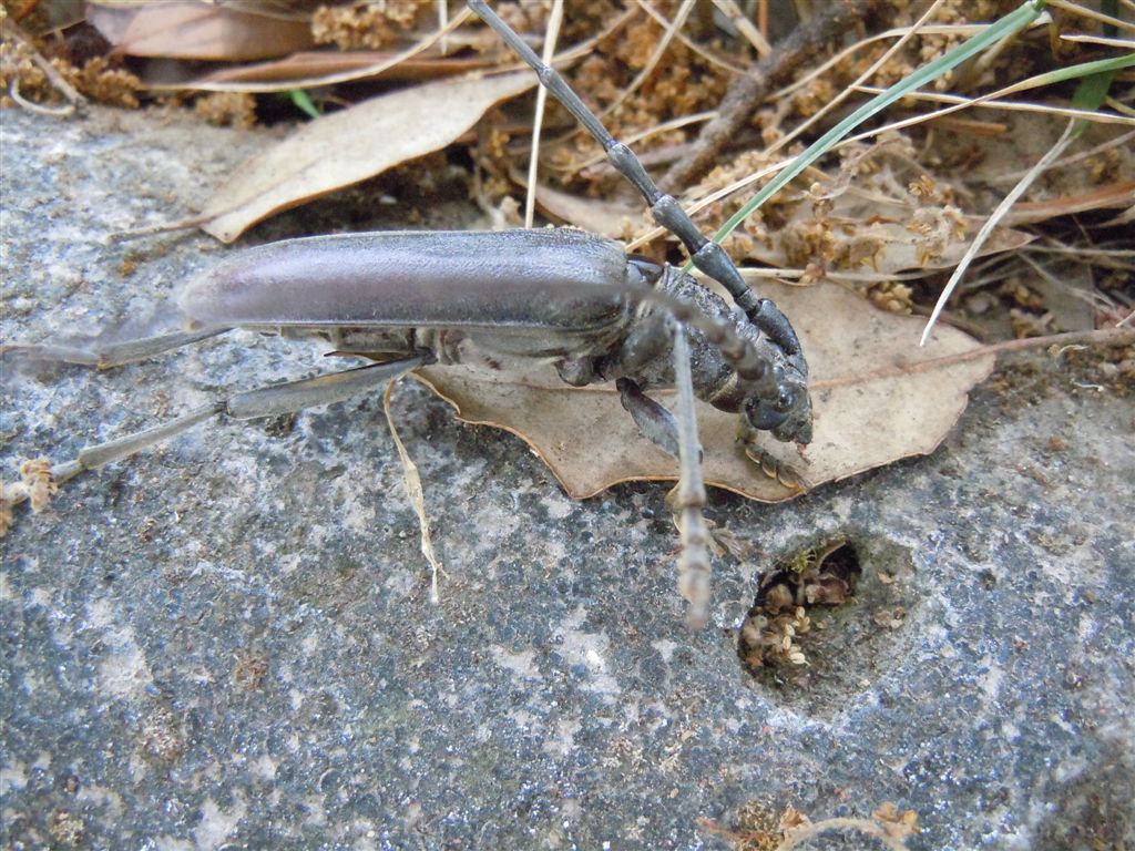Enorme Cerambycidae - Cerambyx welensii